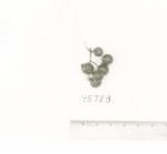 Click for 1 image(s) for this accession. FRUIT